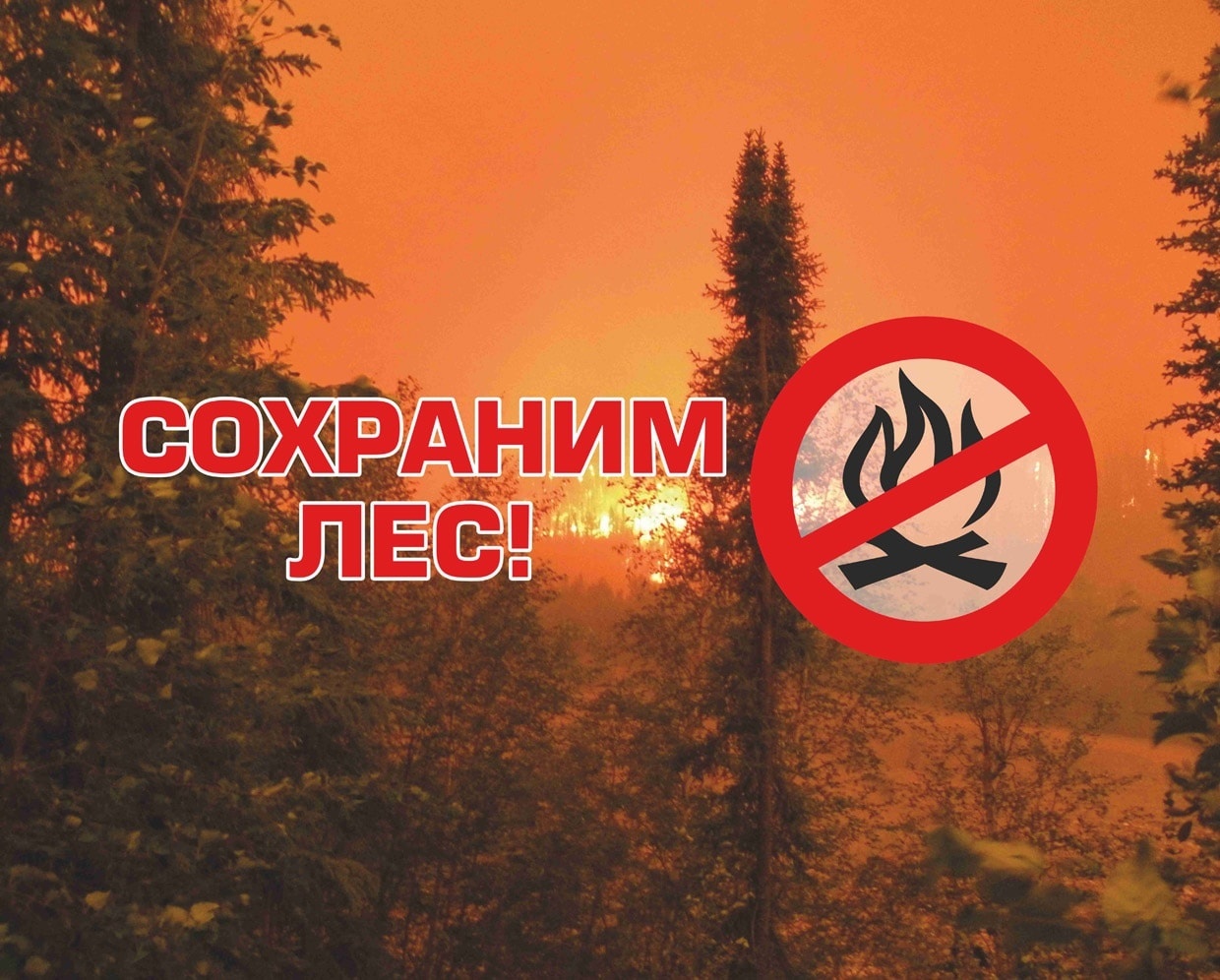 Сбережем леса нашего края!.